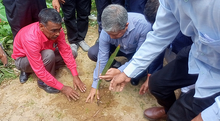 ঠাকুরগাঁওয়ে আড়াই লাখ তাল বীজ রোপণ করবে জেলা প্রশাসন